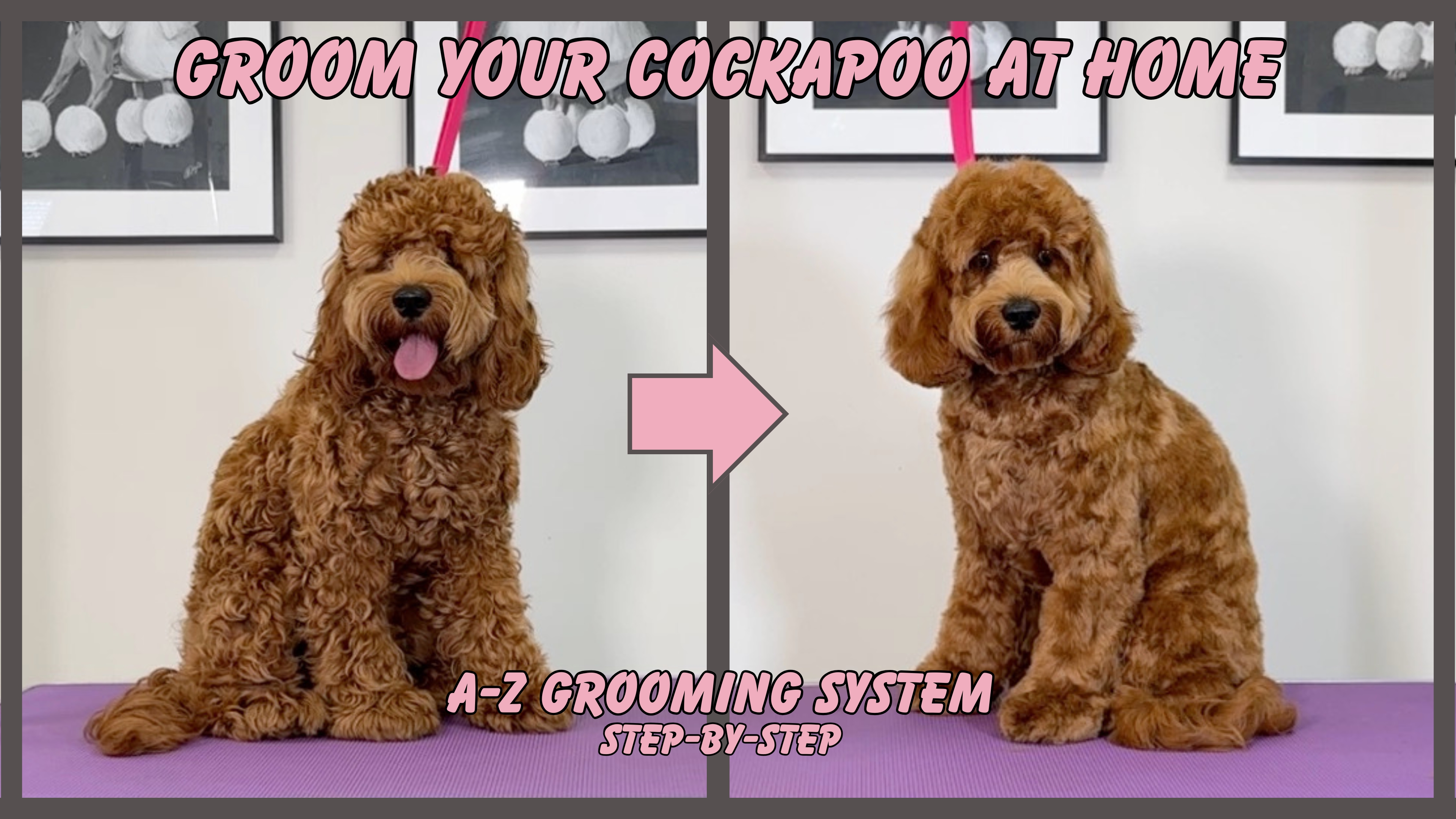 Product image for Groom Your Cockapoo At Home – A-Z Grooming System
