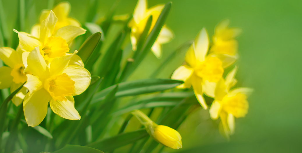 Product image for Healing Practices for Spring