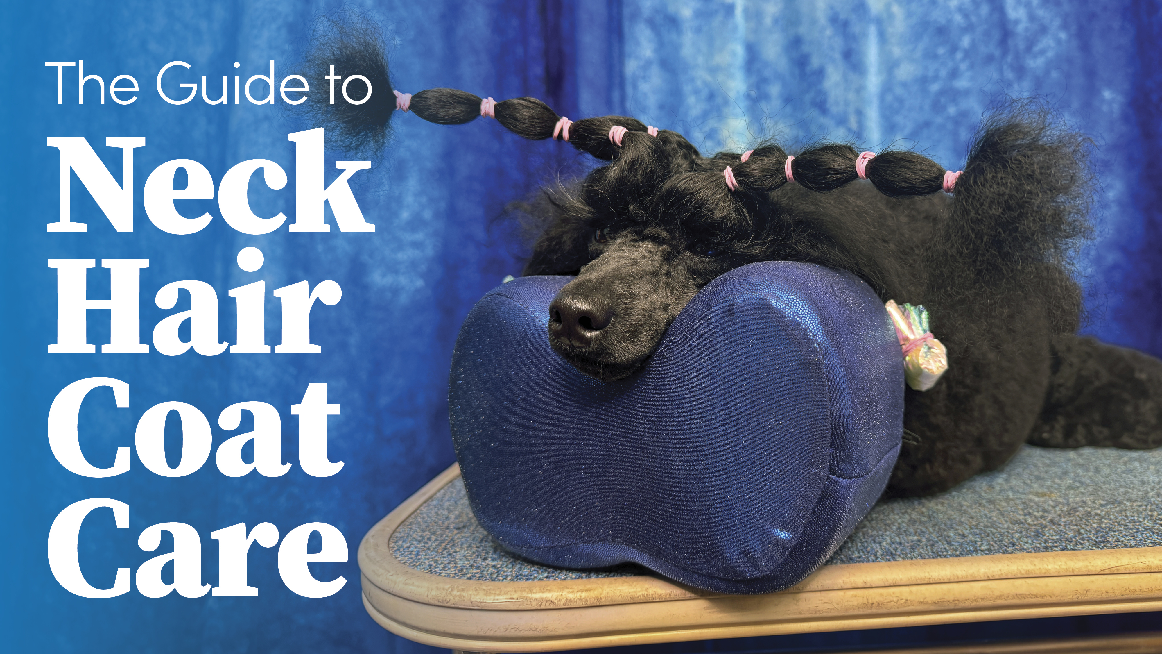 Product image for The Guide to Neck Hair Coat Care