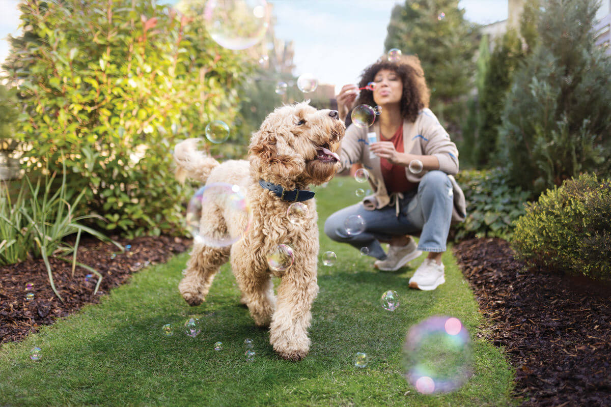Product image for Science Plan -  Hypoallergenic