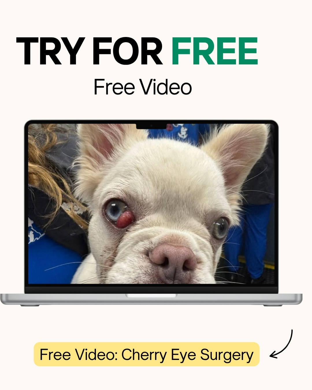 Free Video: Cherry Eye Surgery