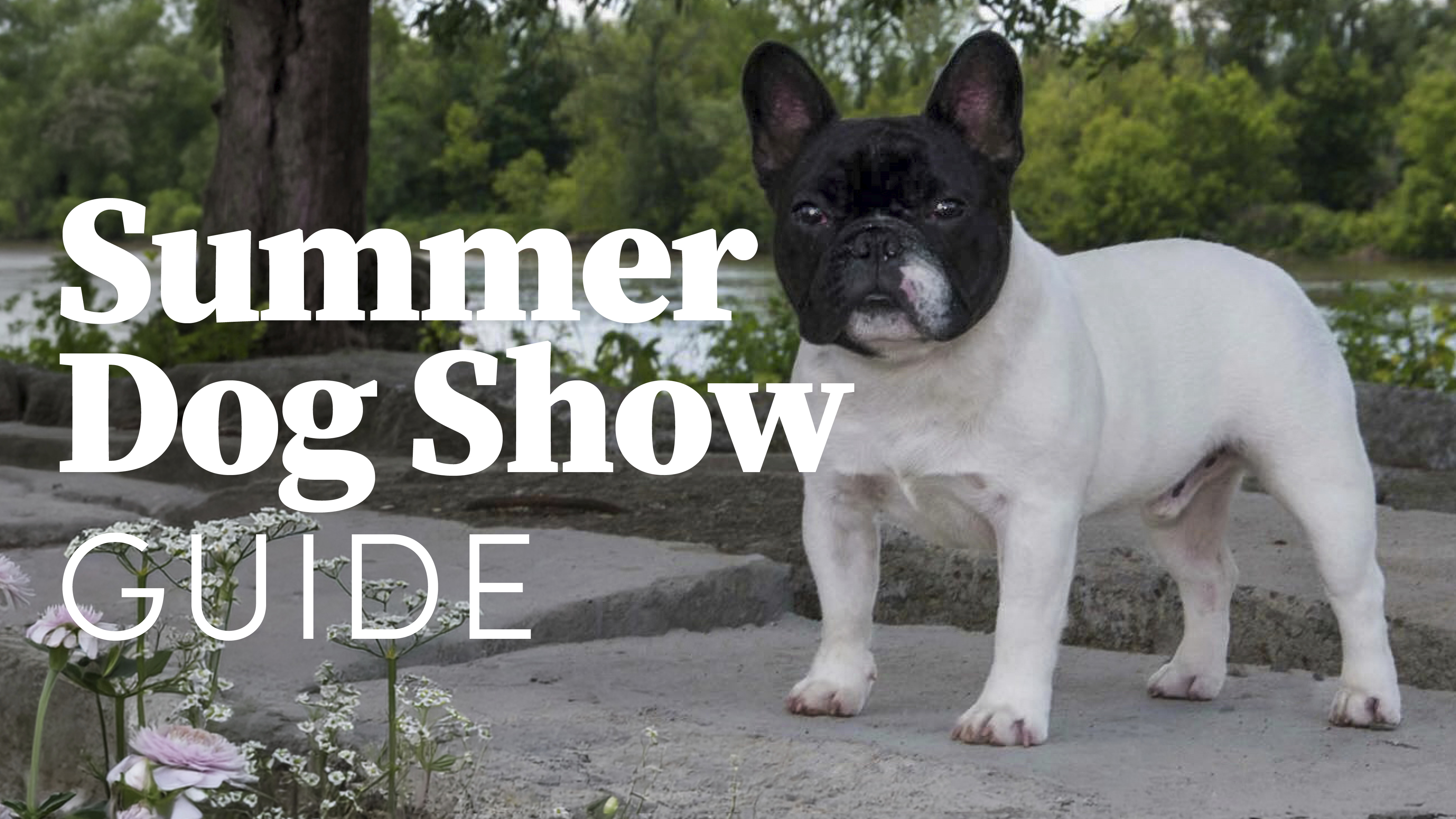 Product image for Summer Dog Show Guide