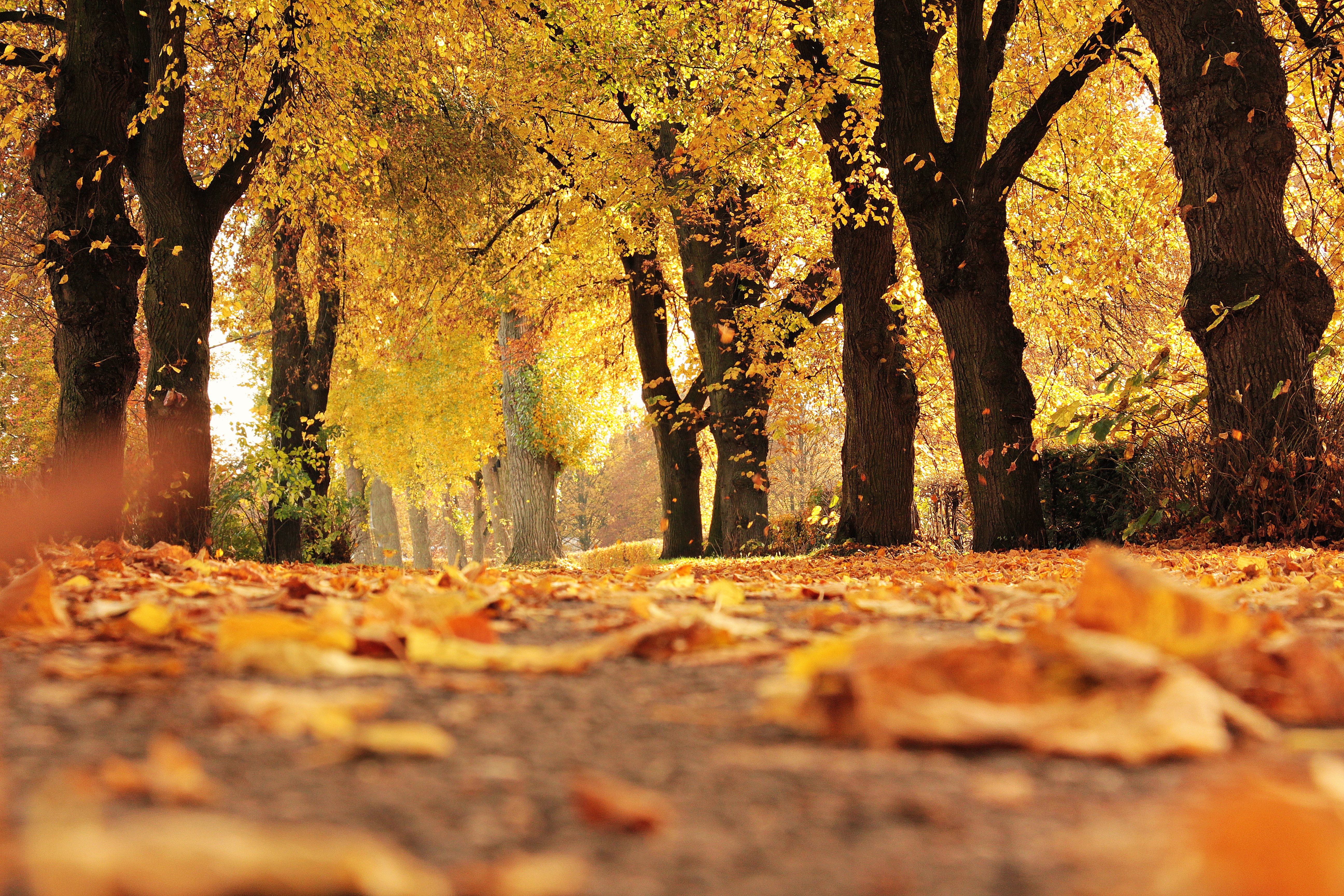Product image for October 2026 - All Are Welcome - Online Ecotherapy Training and Certificate Program