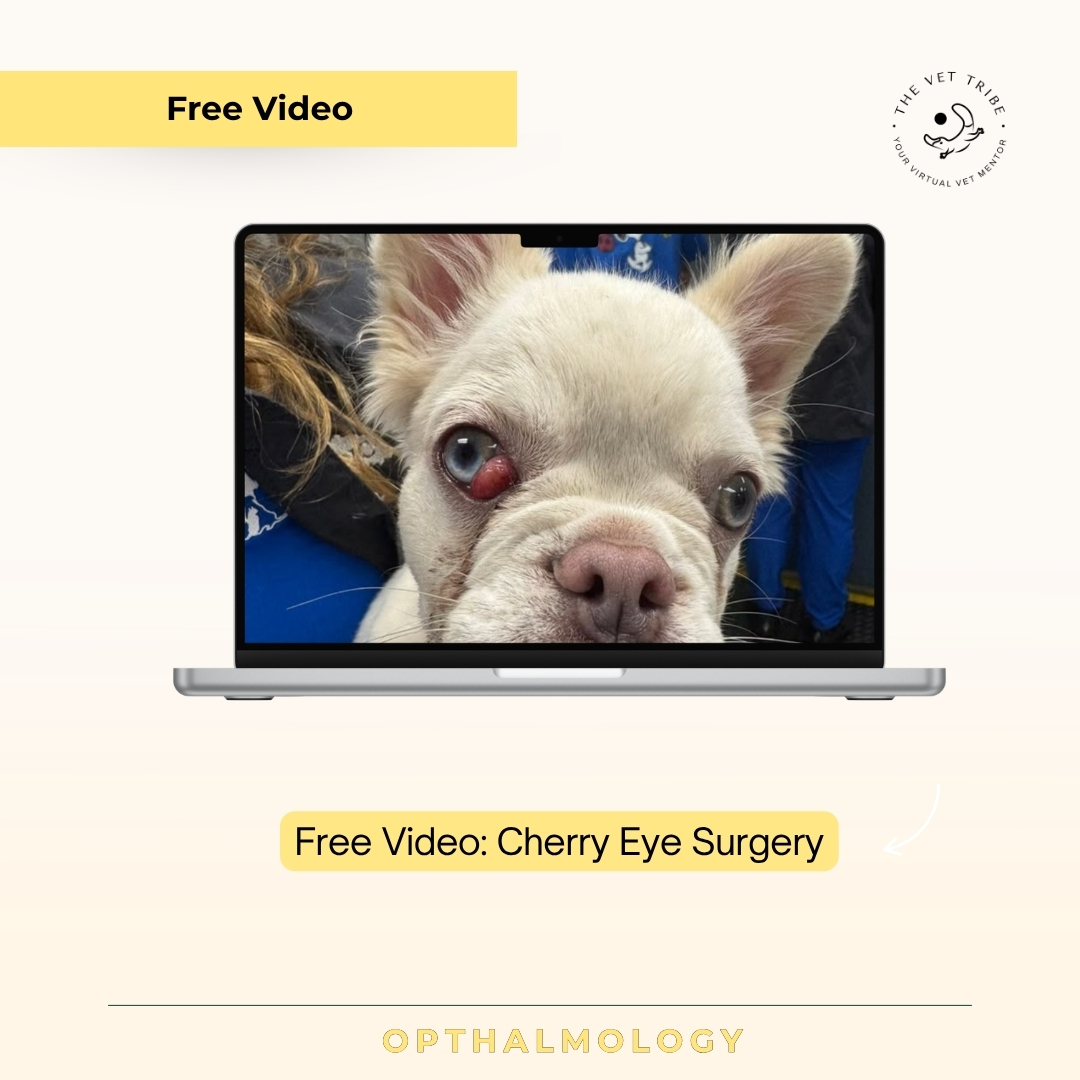 Free Video: Cherry Eye Surgery