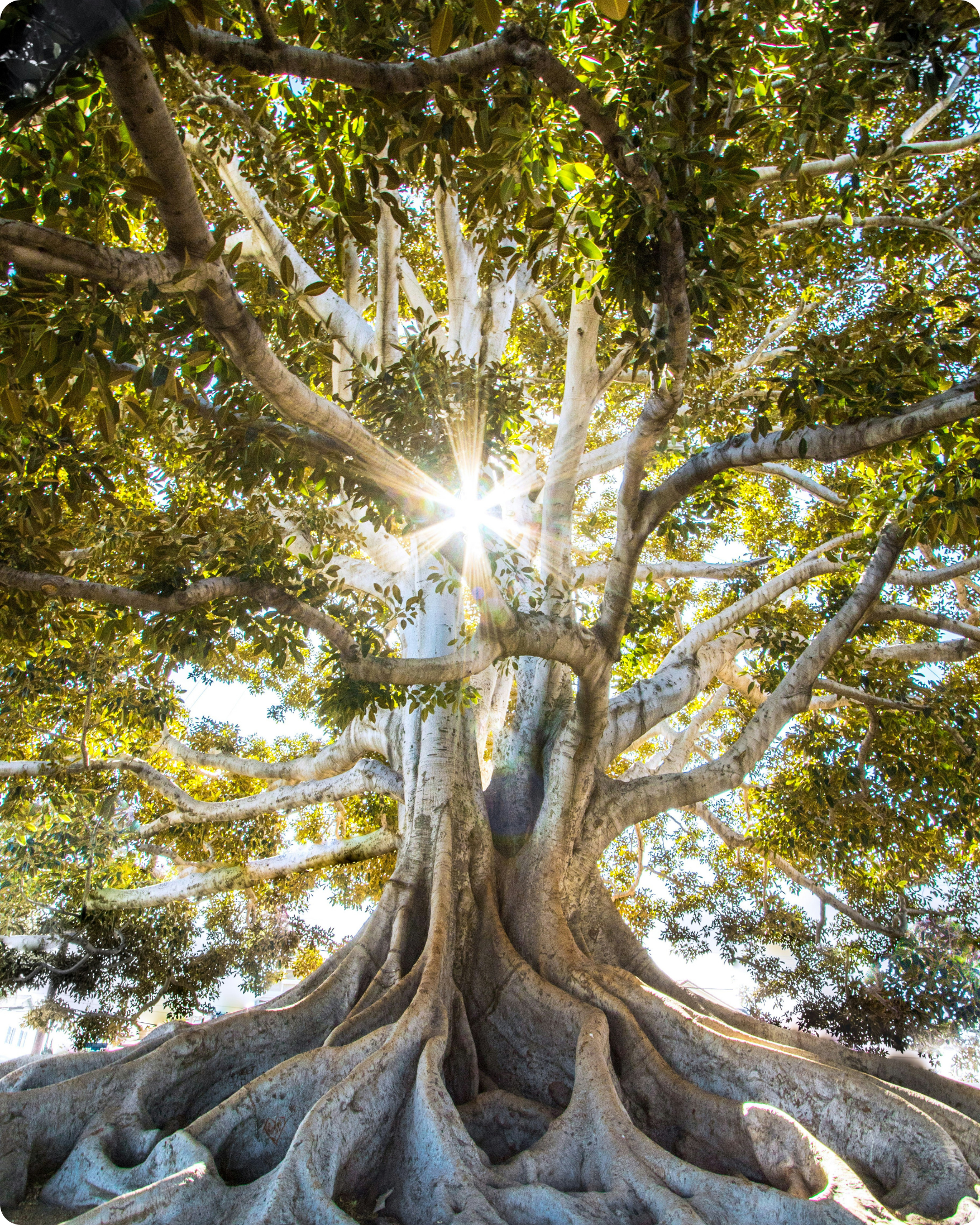 Large rooted tree symbolizing grounding, resilience, stability, and inner strength.