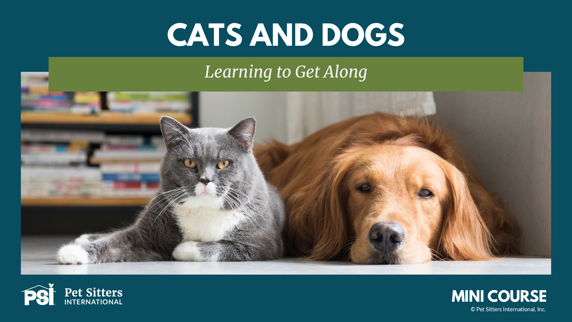 Product image for PSI Mini Course: Cats and Dogs—Learning to Get Along