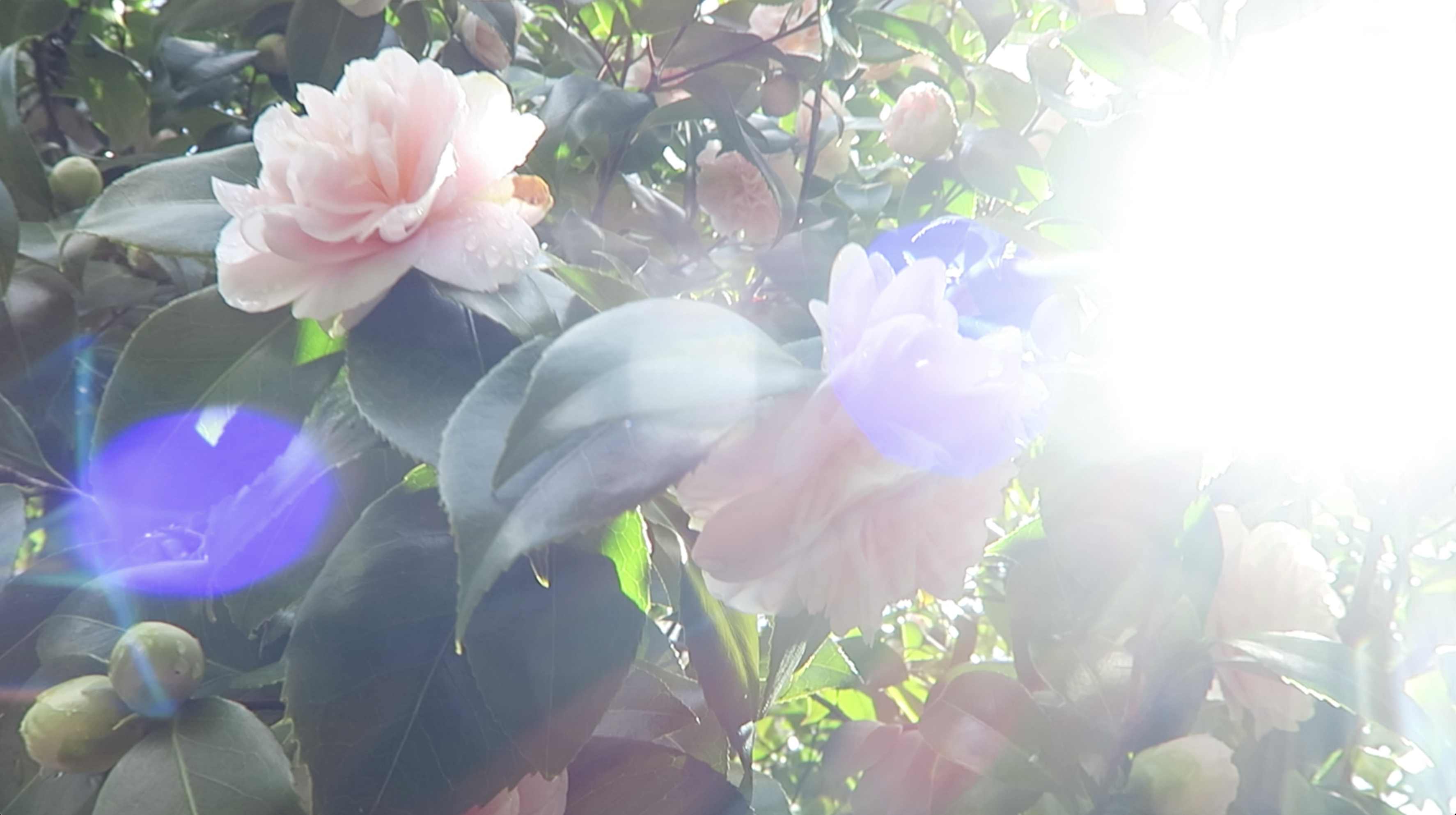 Product image for Private Reading / Energy Healing
