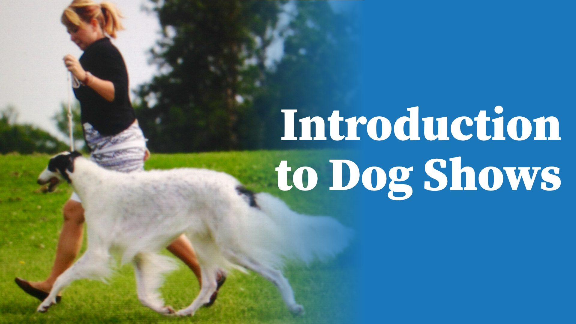 Product image for Introduction to Dog Shows