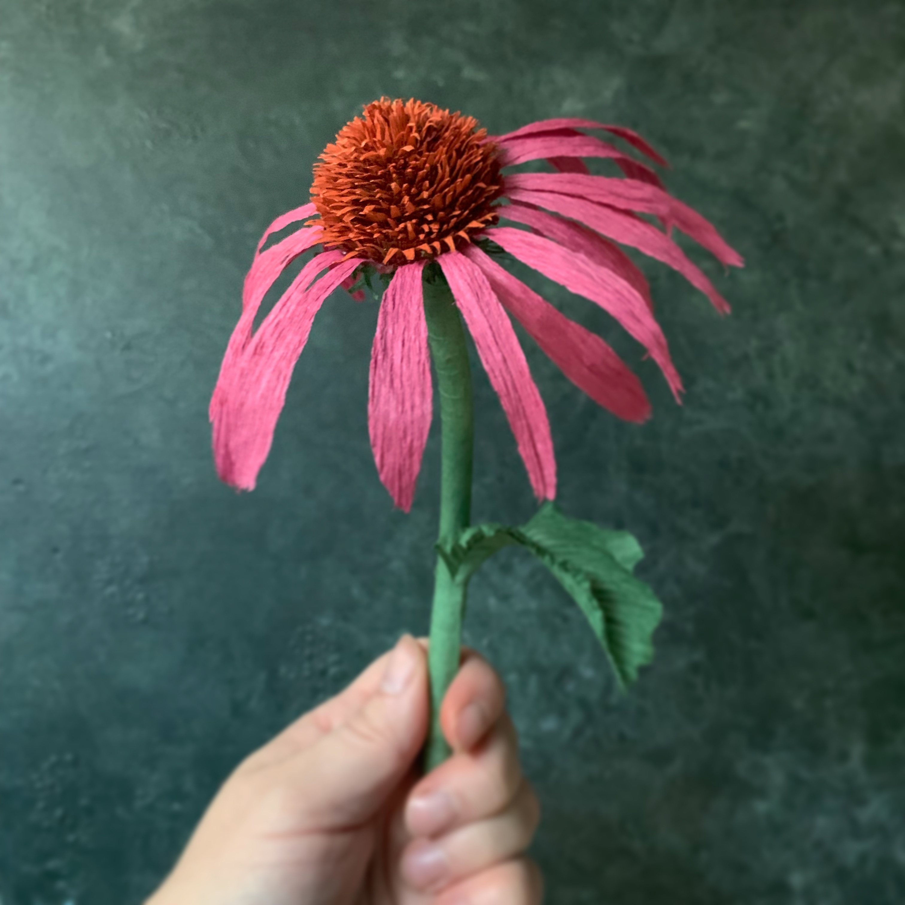 Product image for Echinacea or Cone Flower