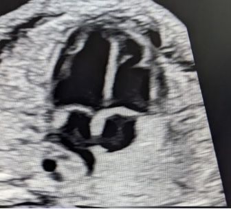 Product image for Cardiac Collection