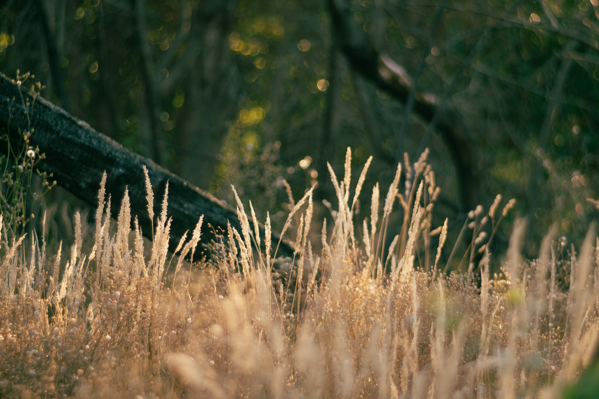 Product image for Indian Summer Emergence