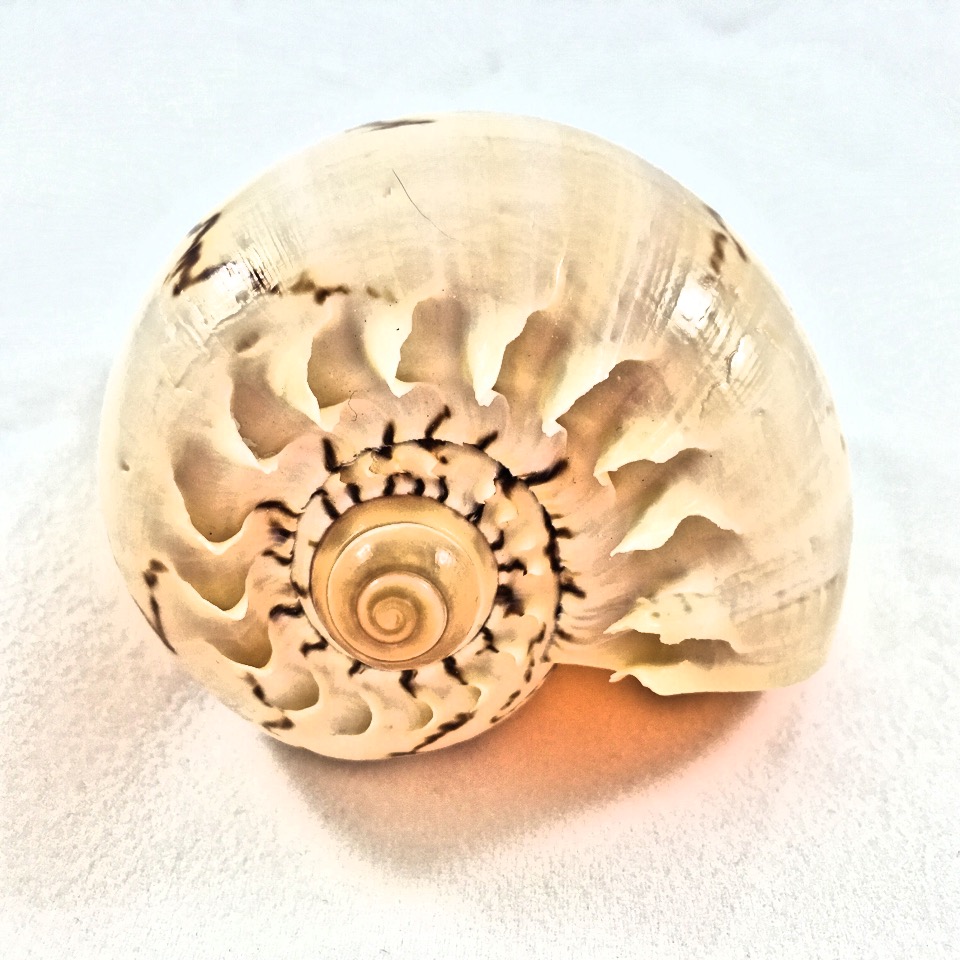 Imperial Melon Shell - Seashell Power Healing 
