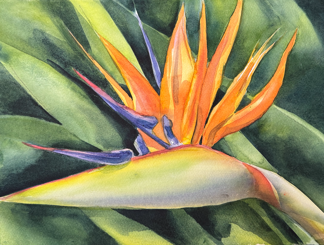 Product image for Bird of Paradise: Botanical to Bold - Dec. 8