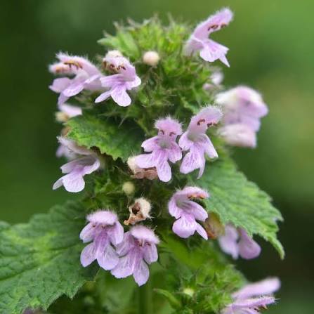 Product image for Botanical Medicine for the Respiratory System