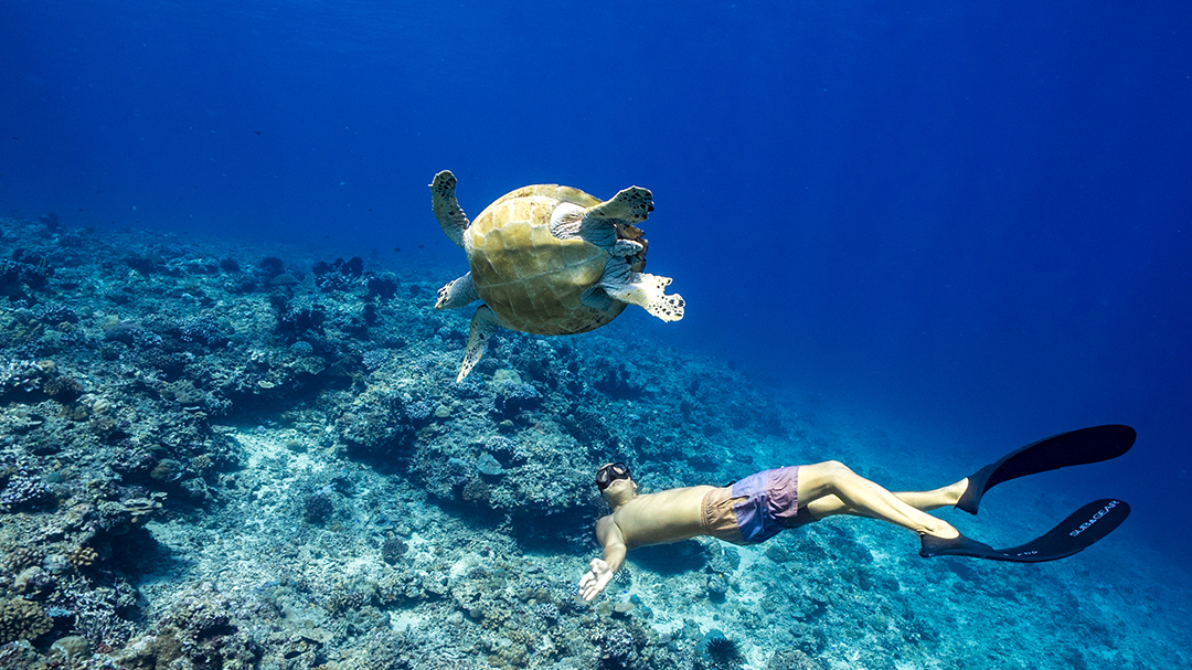 Product image for Level 2 Freediving