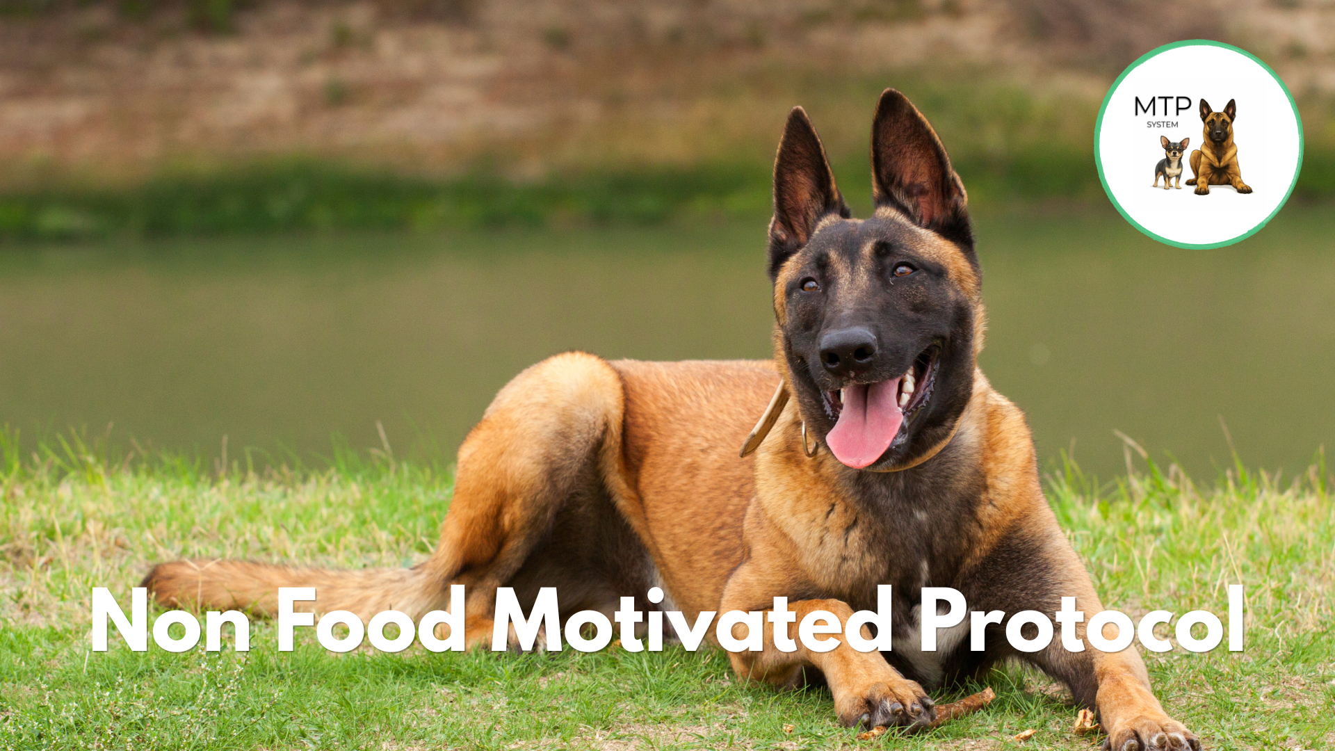 Product image for The Non Food Motivated Dog Protocol