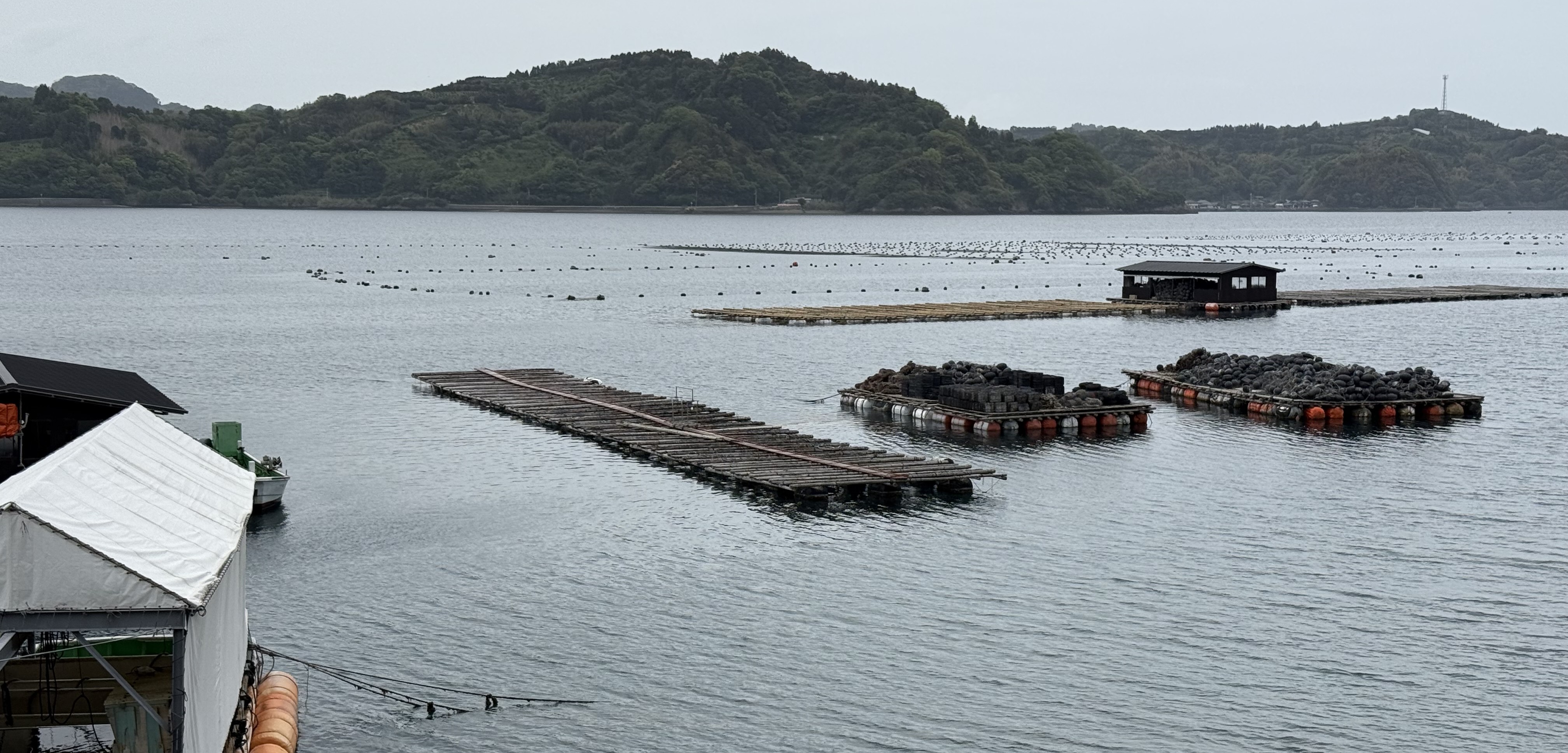 Akoya Pearl Farm in Uwajima, Japan