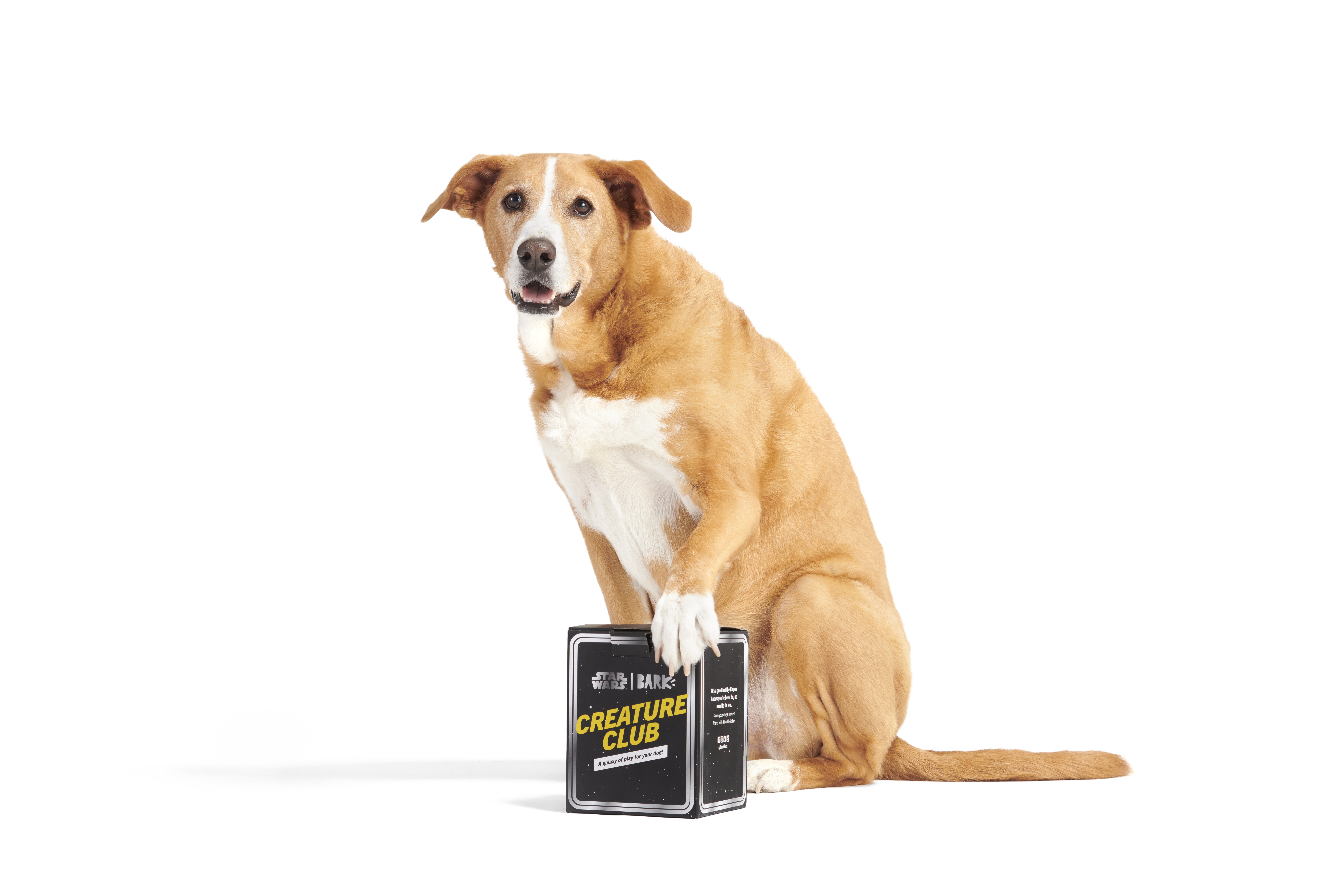 Product image for Train with Joy: Work Away Foundations