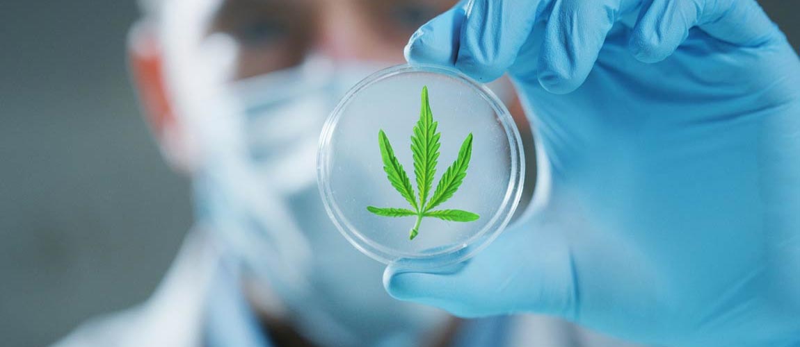 Product image for Cannabis in the Workplace-Safety and Protections for Employers & Employees