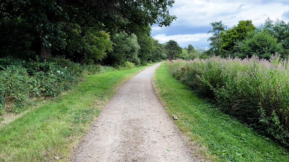 A path between the treeline and the lake