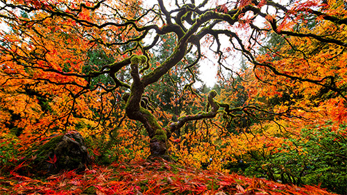 An autumn tree with red and orange leaves scattered around its base