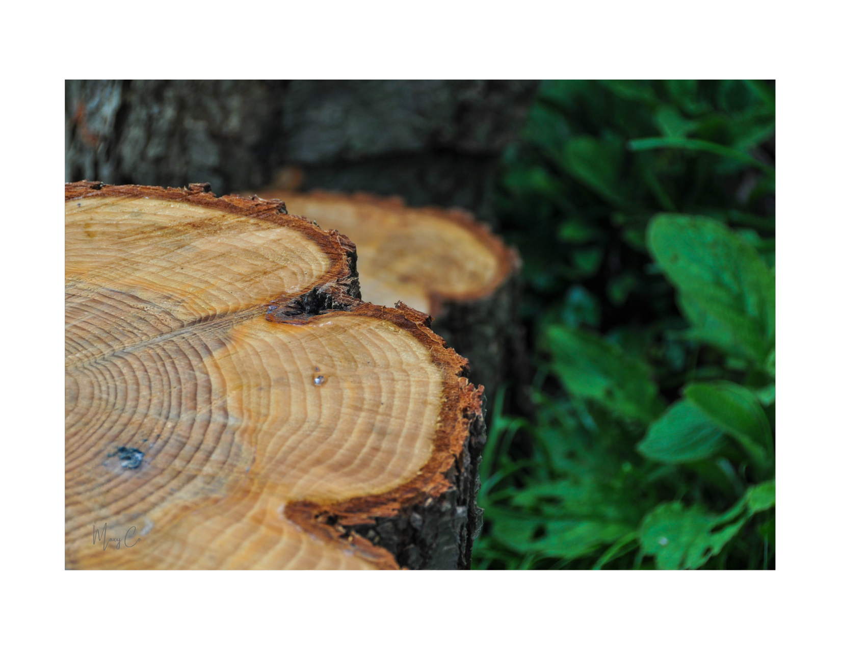 Growth rings are evidence of consistent effort toward training and development.  Some rings are thick, and some are thin, indicating that some years are full of progress and others feel slow or difficult, but every effort adds a “ring” to your skillset and leaves its mark. 