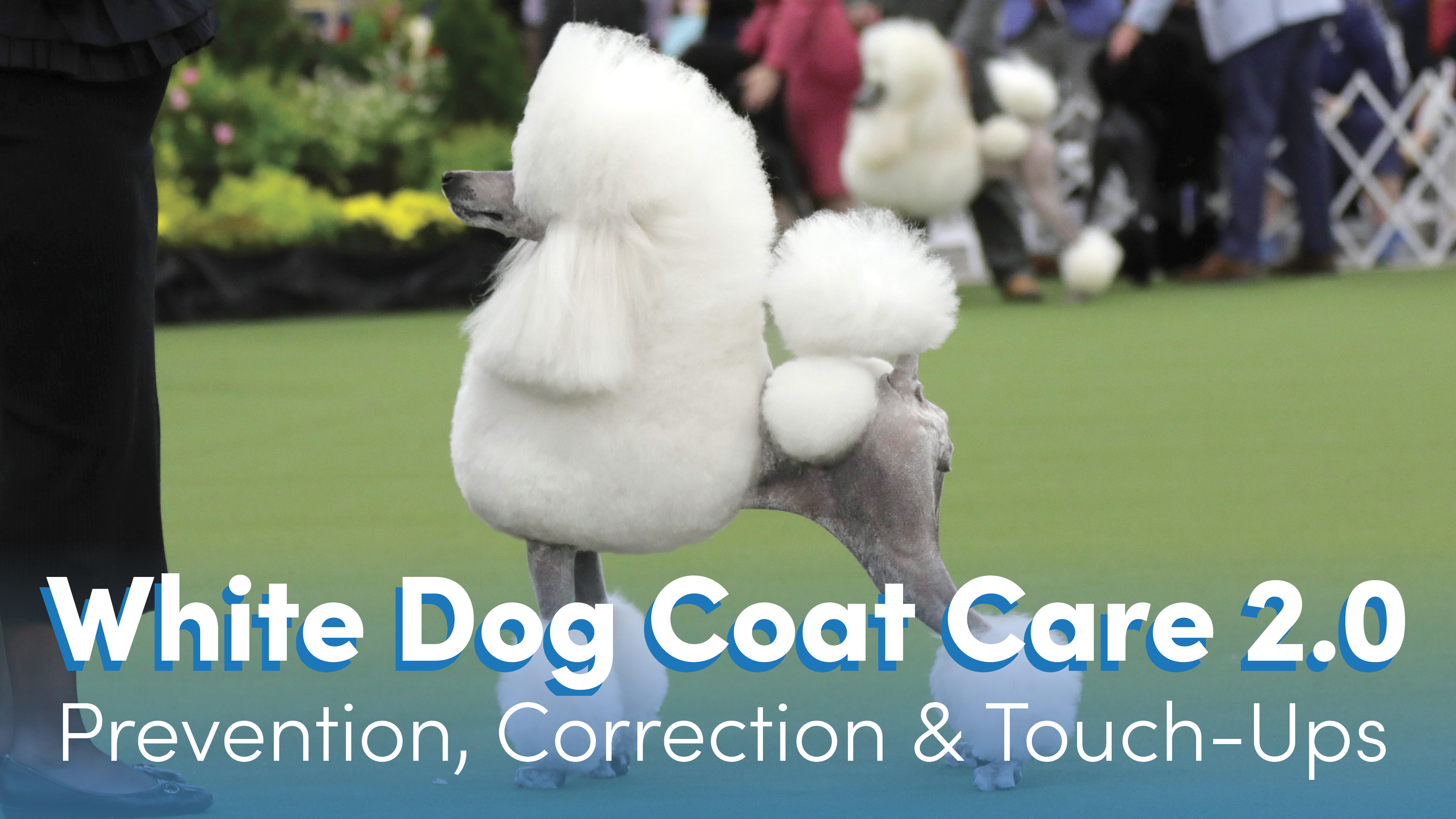 Product image for White Dog Coat Care 2.0: Prevention, Correction & Touch-Ups