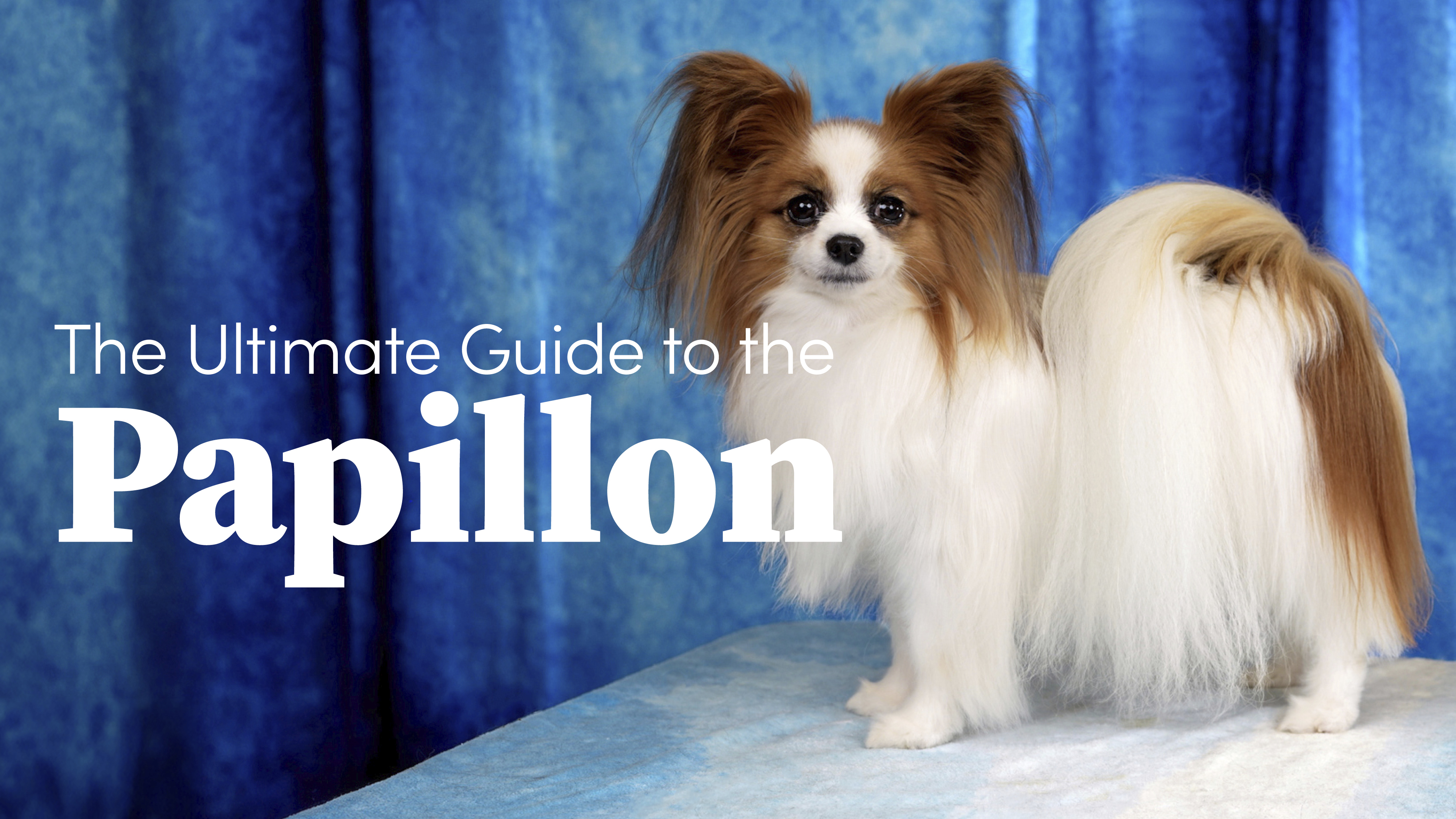 Product image for The Ultimate Guide to the Papillon