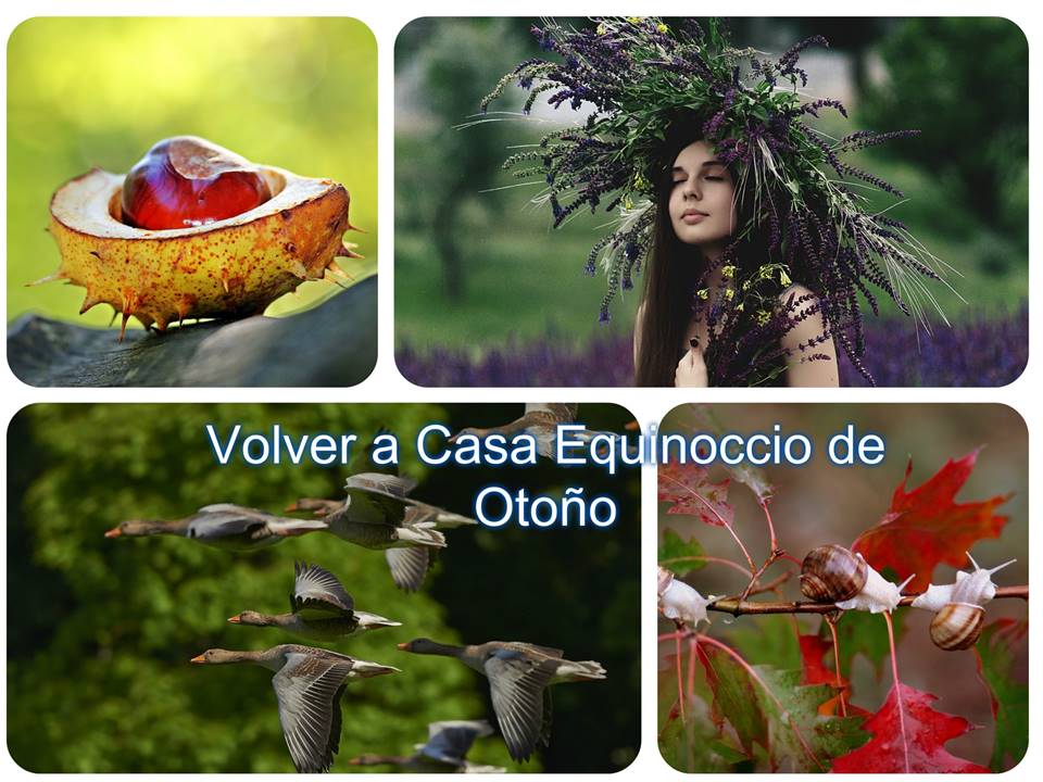 Product image for  Arquetipo femenino: La Élder
