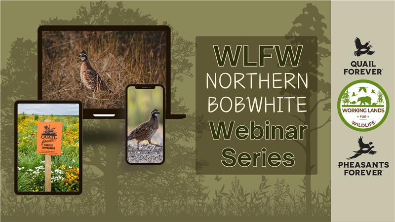 Product image for Session 12: Precision Ag and Bobwhites