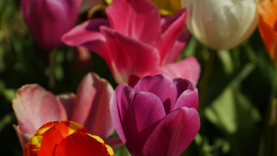 Product image for Mother's Day Gift