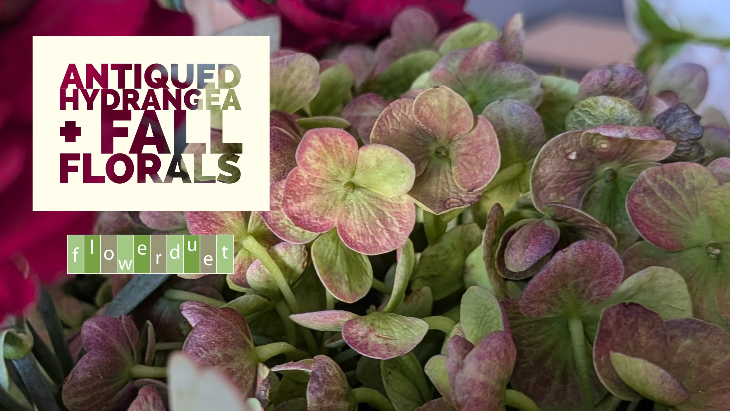 Product image for Flower Arranging Fridays: Antique Hydrangea
