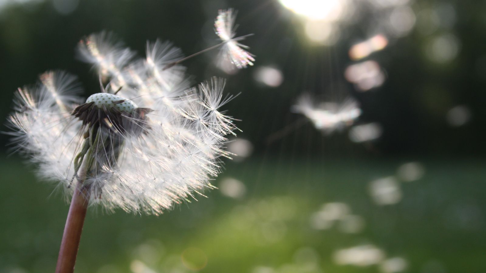 Image du produit pour Essentiel | "Les allergies et les intolérances"