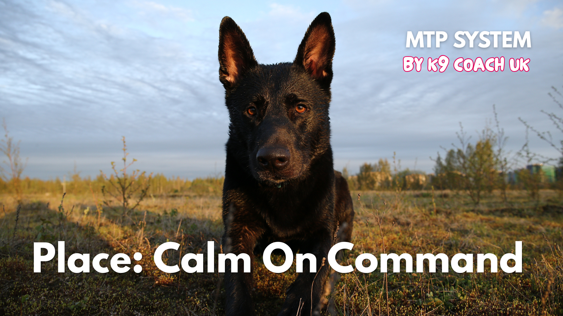 Product image for Place: How to have a dog that is calm on command