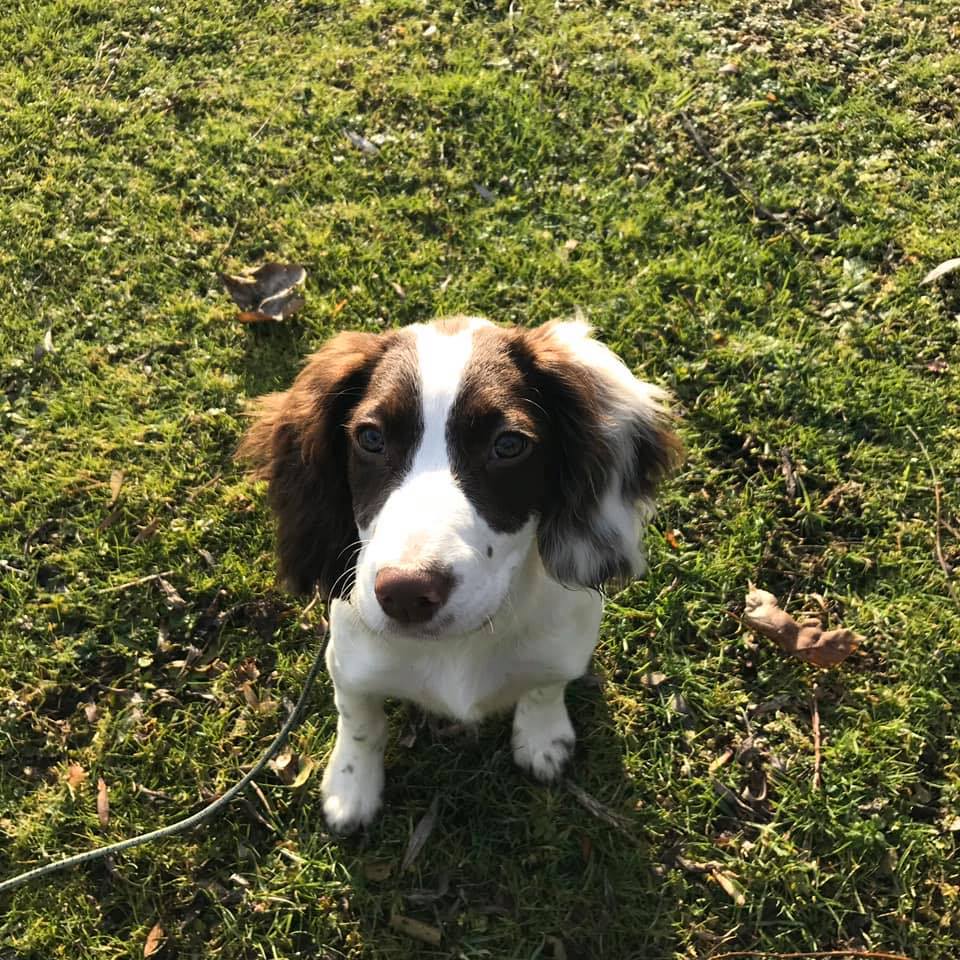Product image for Level One Puppy Basics Starter Course