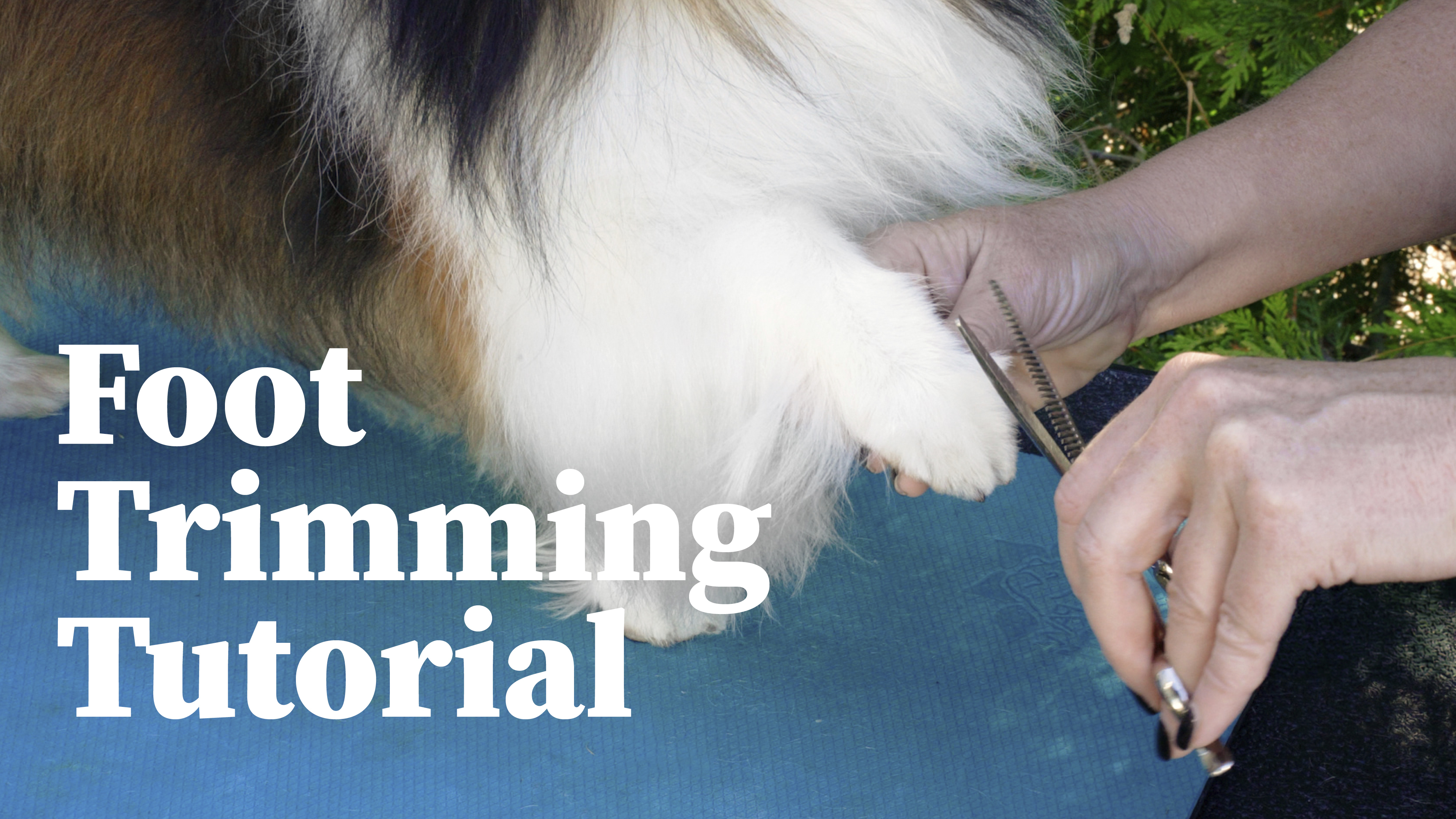 Product image for Foot Trimming Tutorial