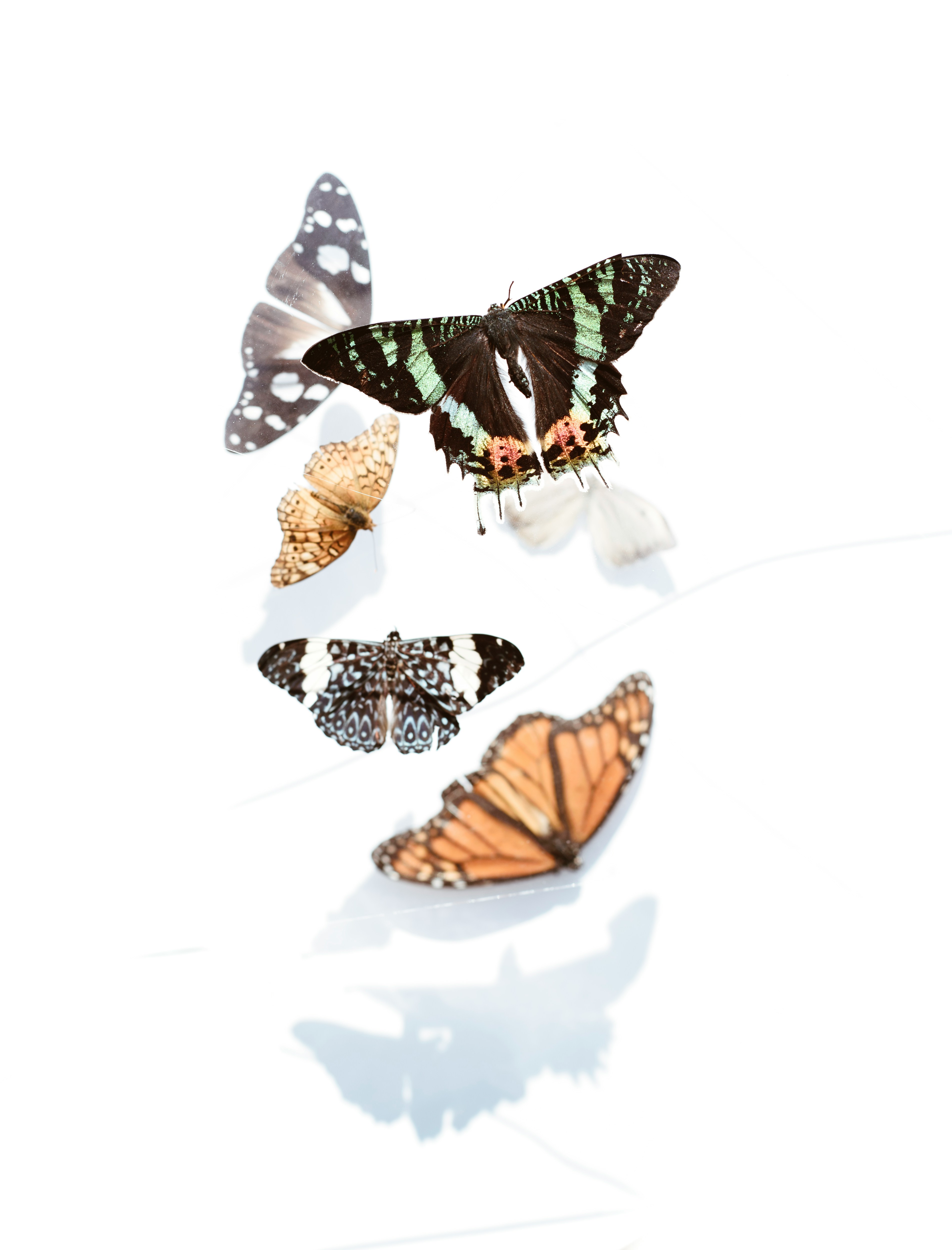 Butterflies in flight representing gentle transformation, healing, and personal growth.