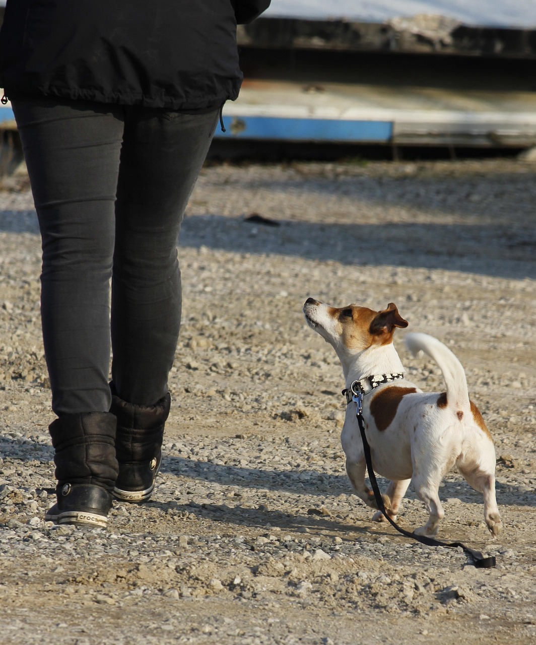 Product image for Ausbildung zum Hundetrainer