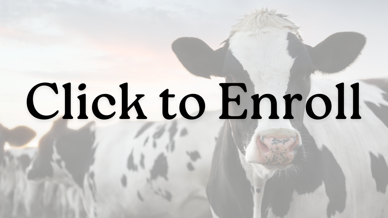 Dairy Beginners Spanish