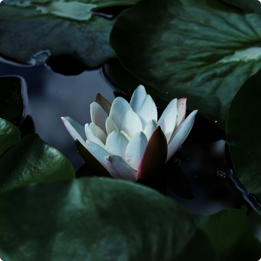 White lotus flower floating on still water, symbolizing peace, healing, and inner growth.