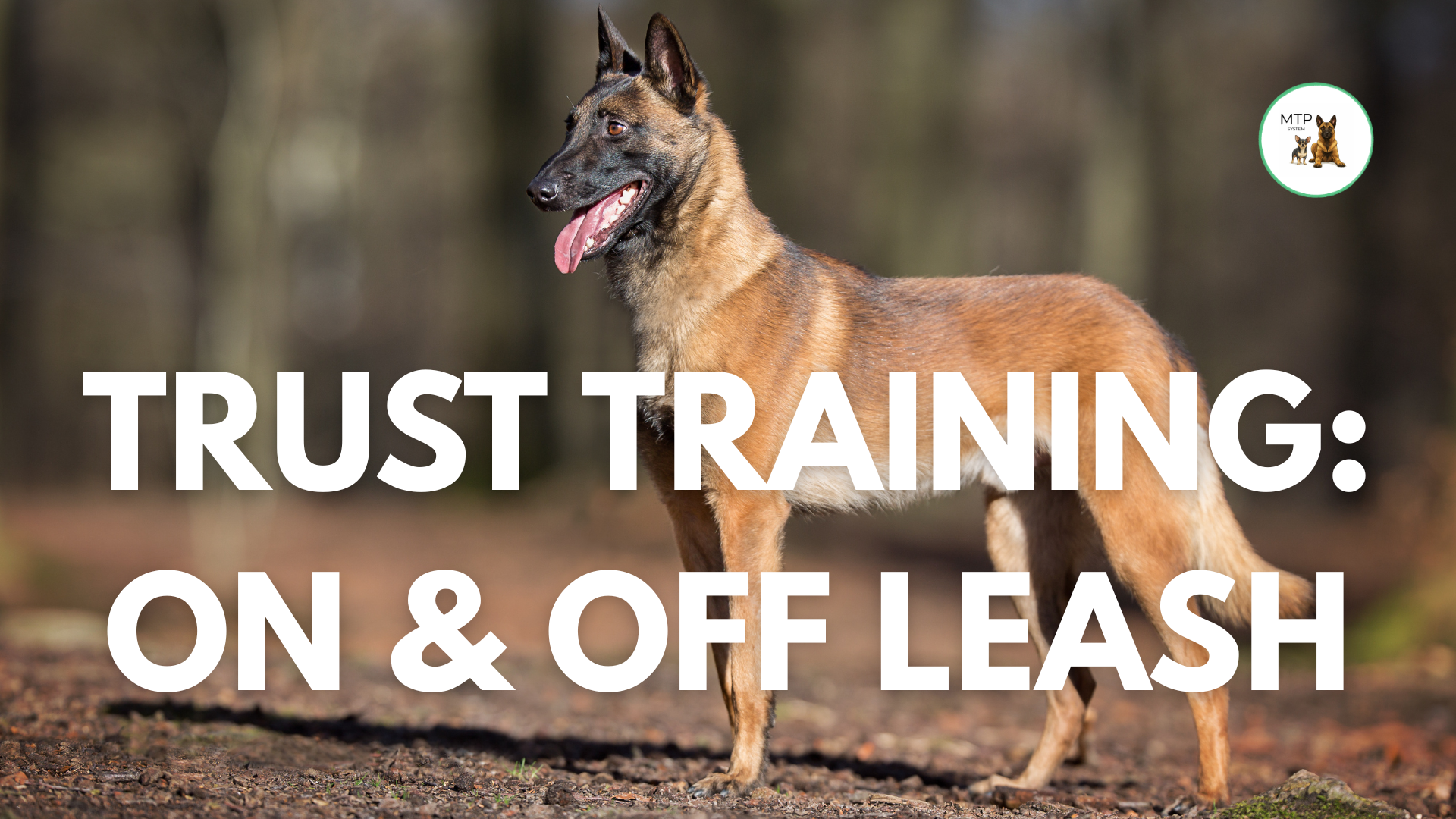 Product image for TRUST TRAINING: ON AND OFF LEASH