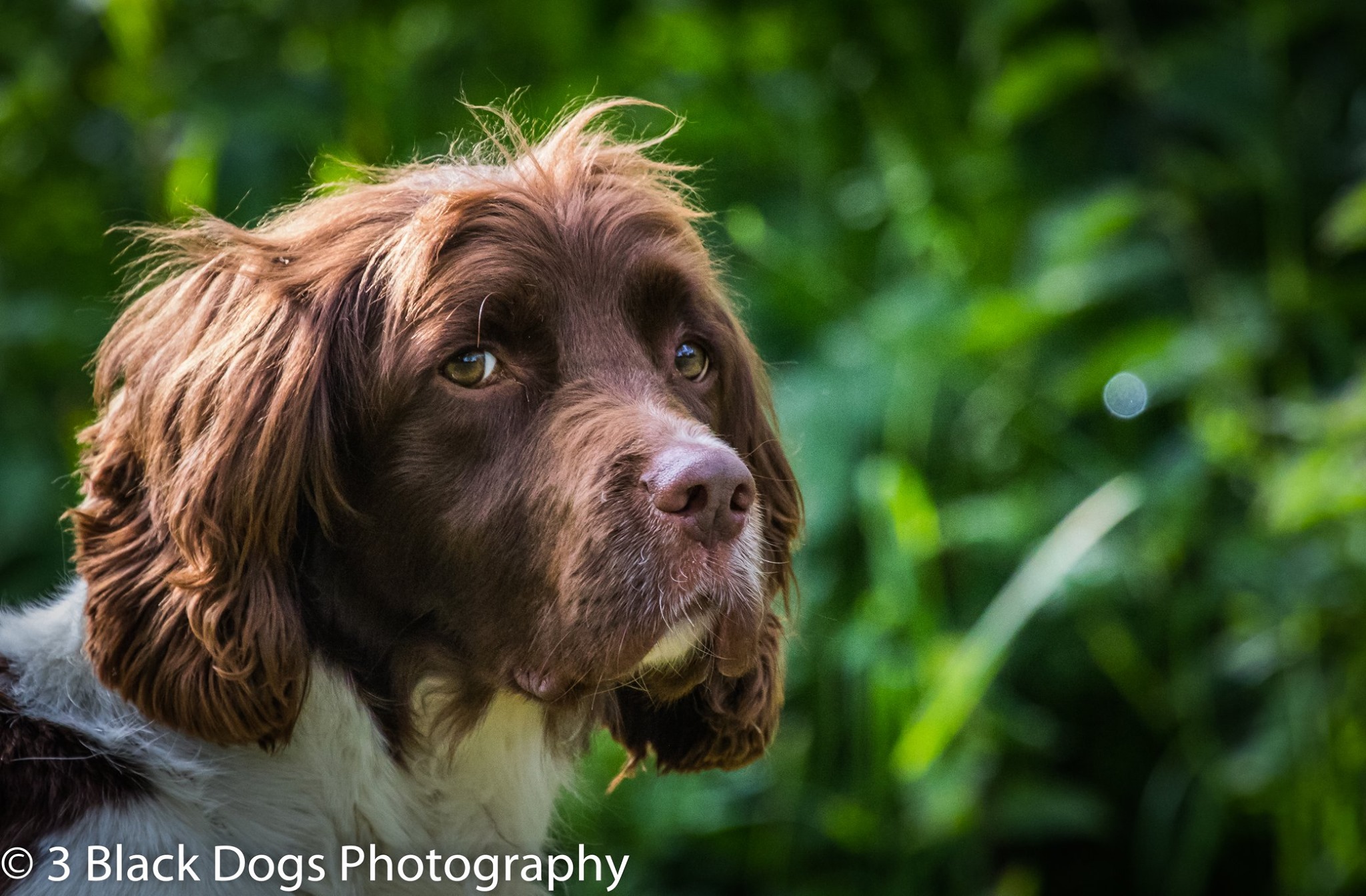 Product image for Level Three Gundog Intermediate