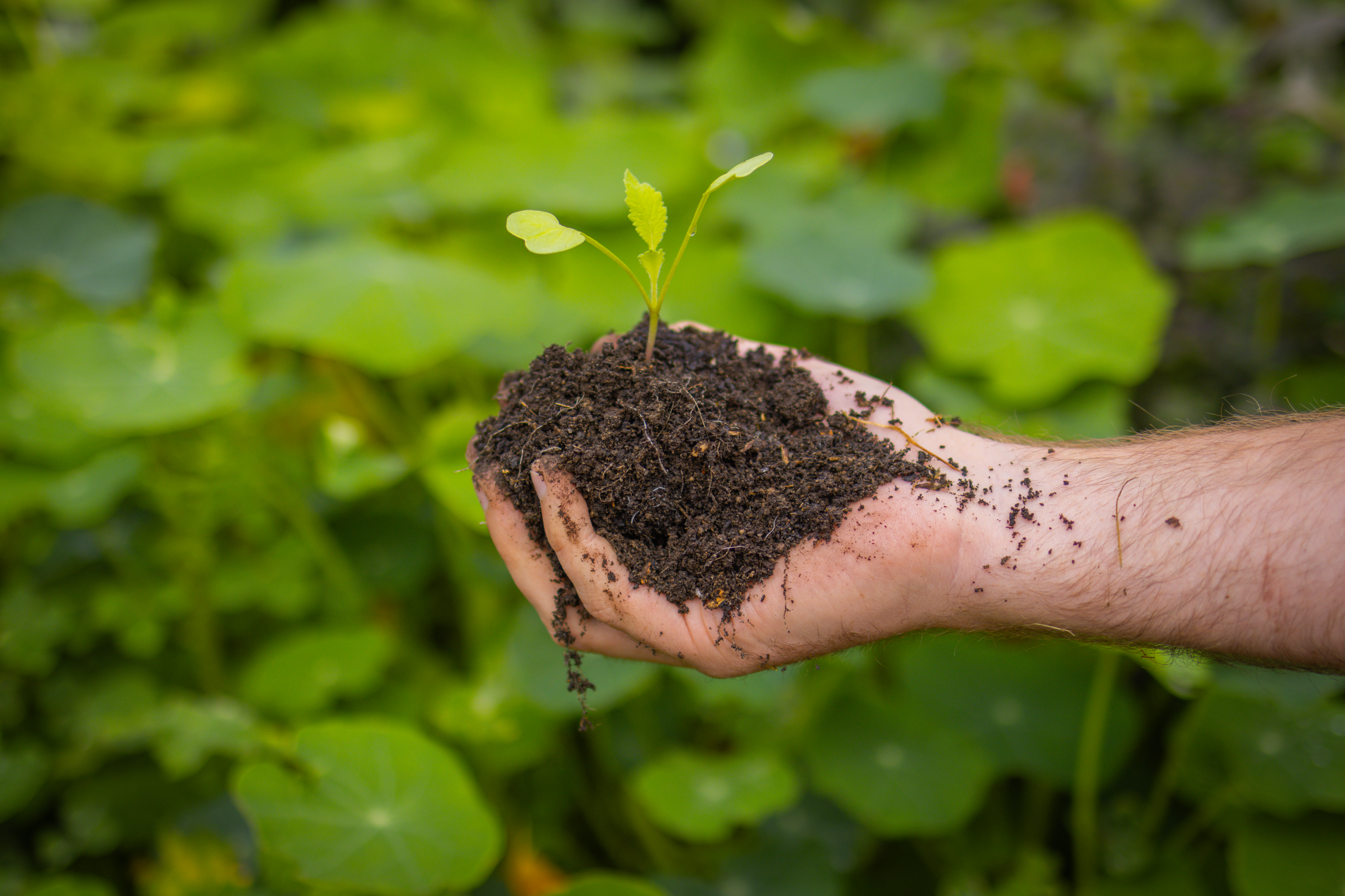 Product image for Healthy Soil By Spring