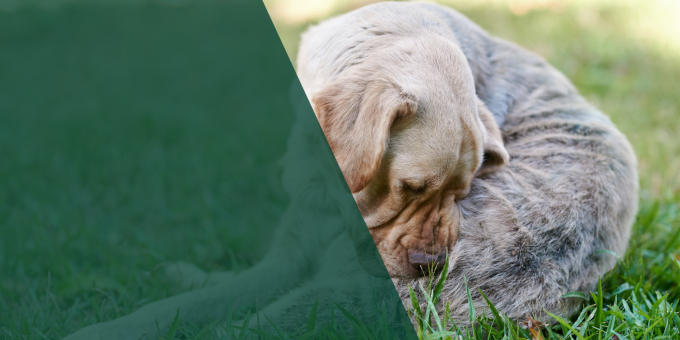 Canine Endocrinology