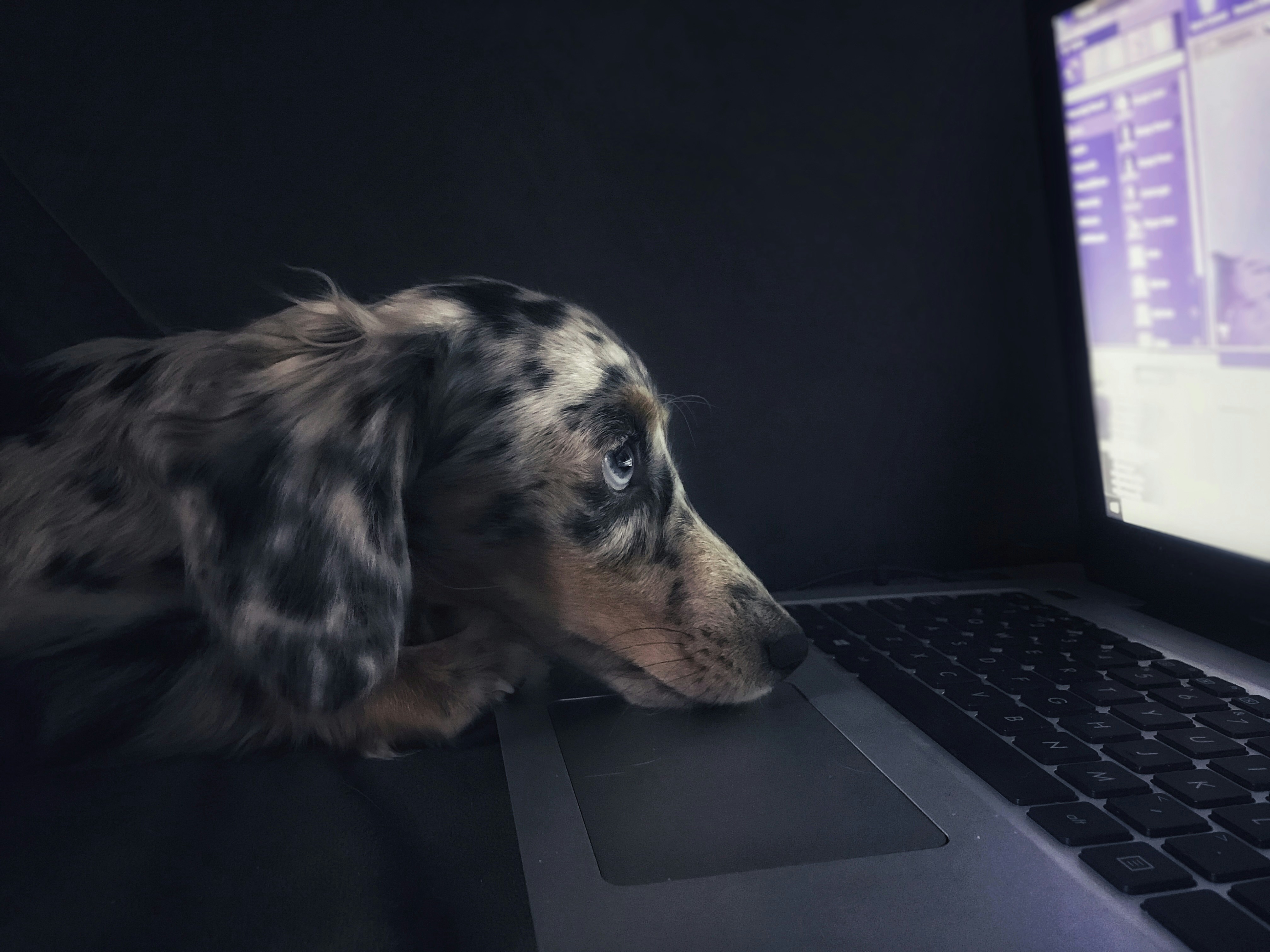 Product image for Explainable AI for Disease Prediction in Pets