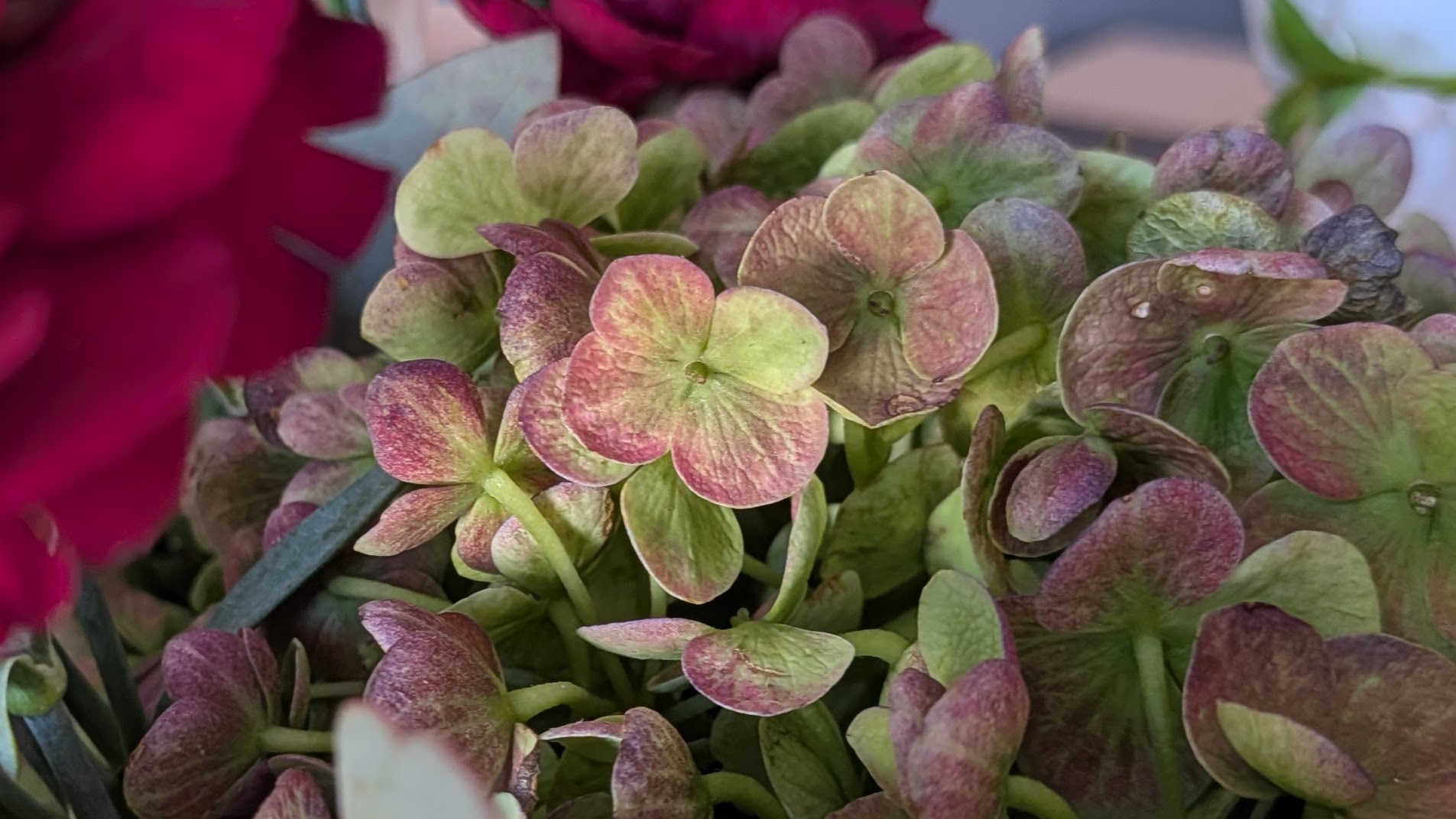Antique Hydrangea