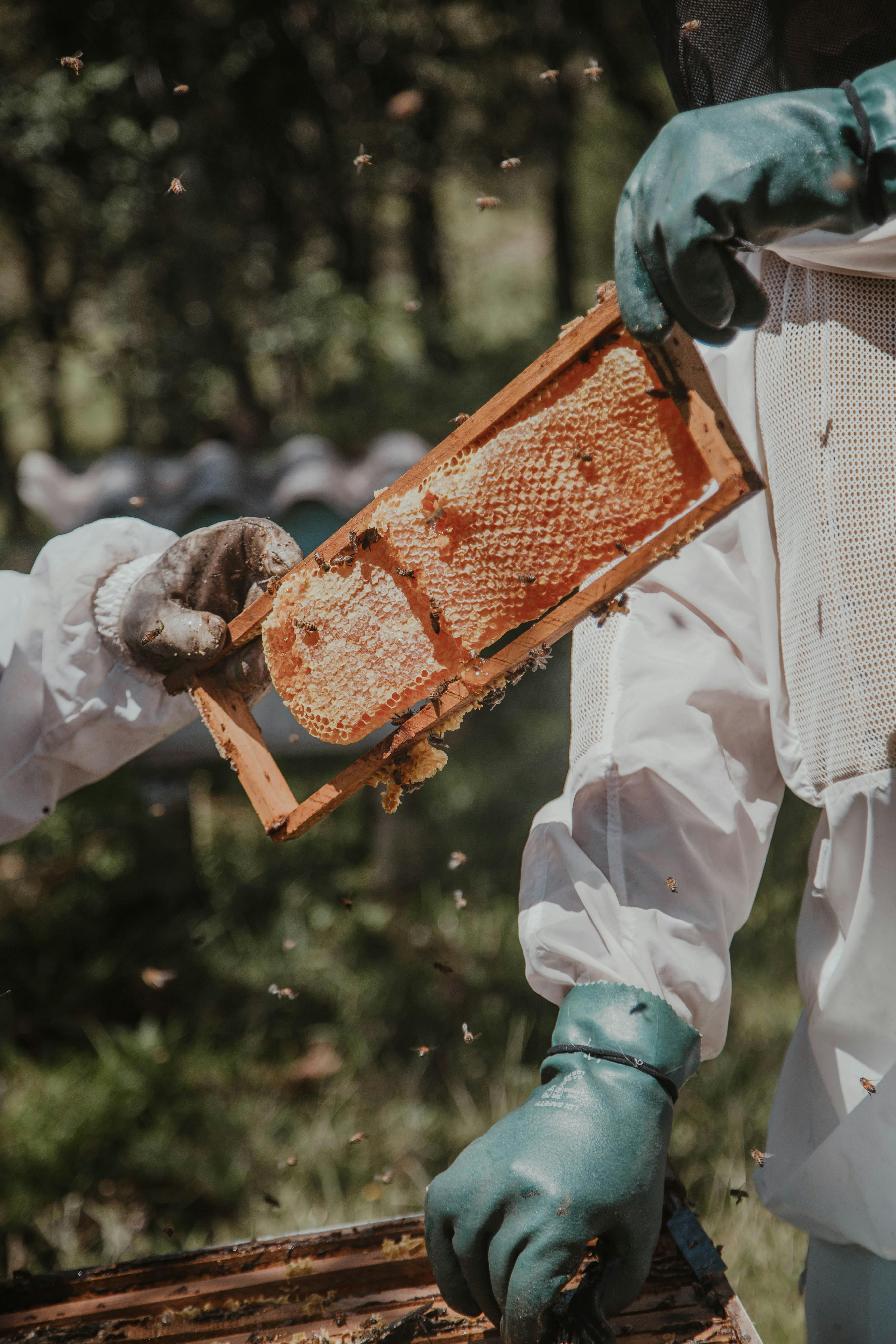 Product image for Beginner Beekeeping Course