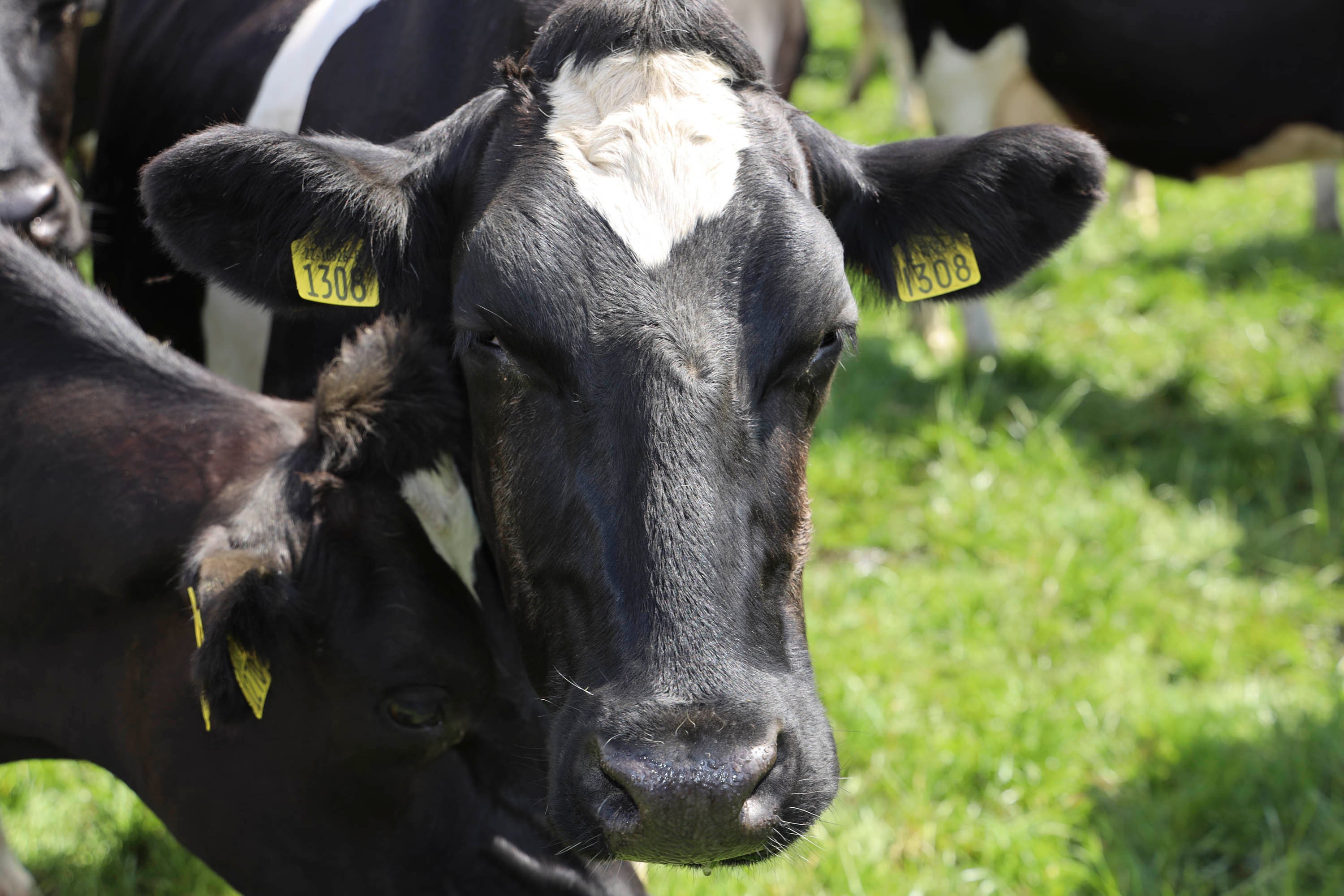 Product image for Progression in Dairying Webinar Series 2020