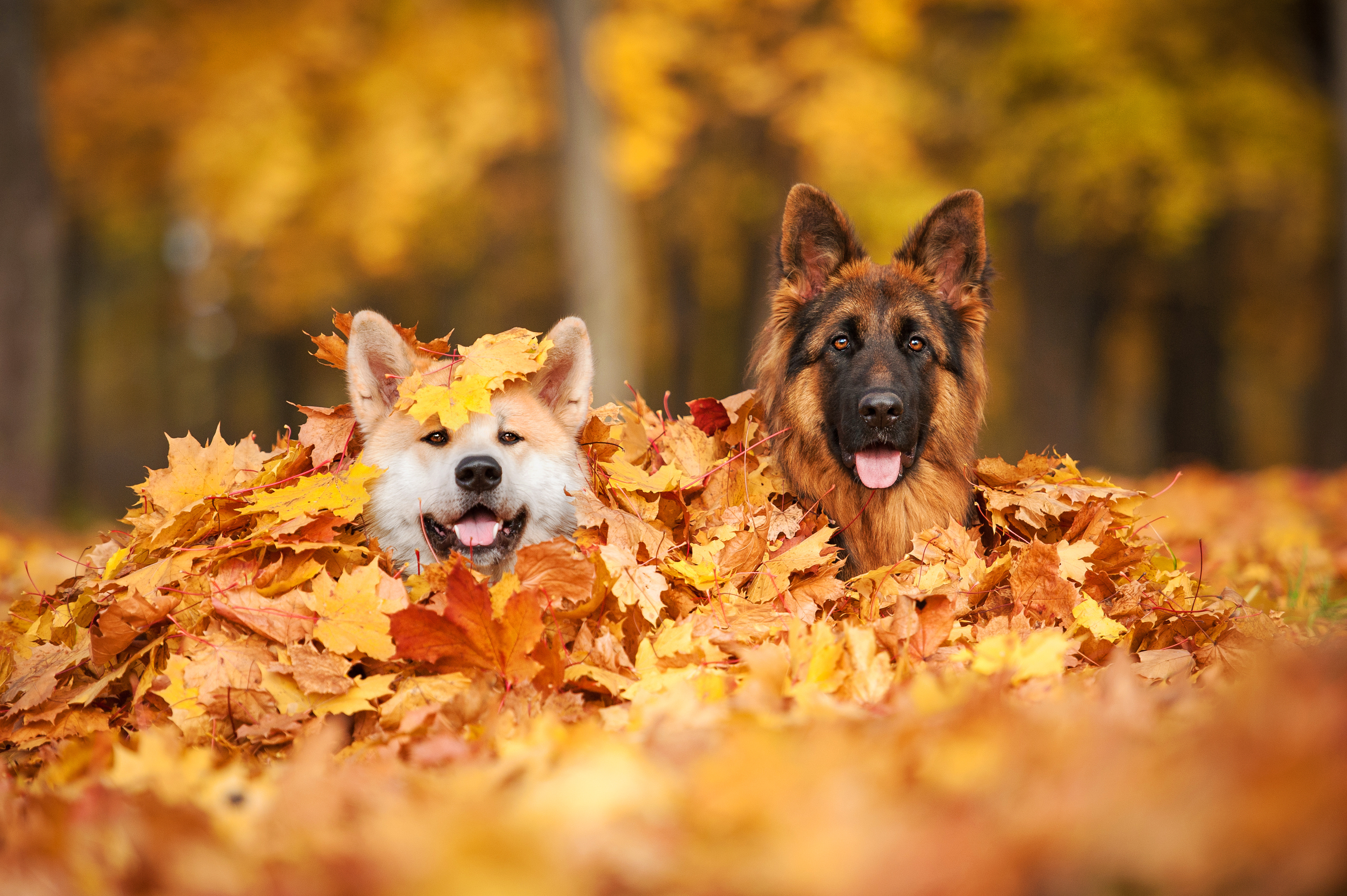 Product image for Fall Fundamentals Bundle