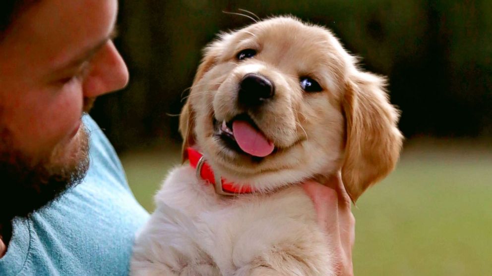 Product image for New Dog Owner/Puppy